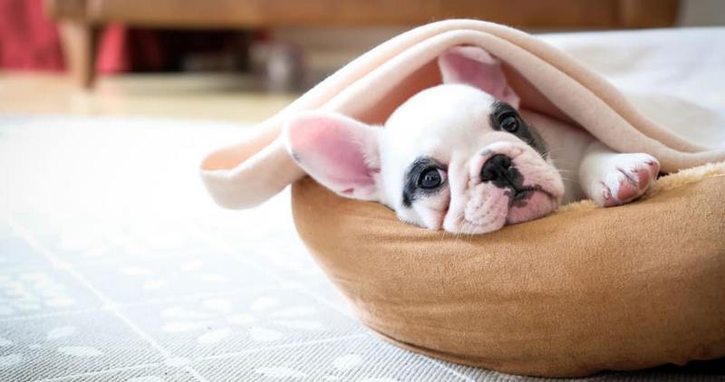 Heated Dog Bed