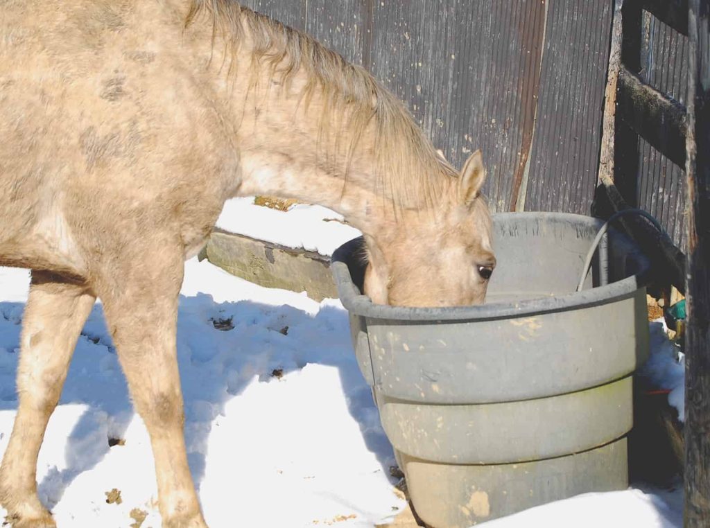 Heated Horse Water Trough Essential Winter Care Tips Best Heated